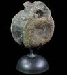 Achelousaurus Vertebrae On Metal Stand - Montana #73391-4